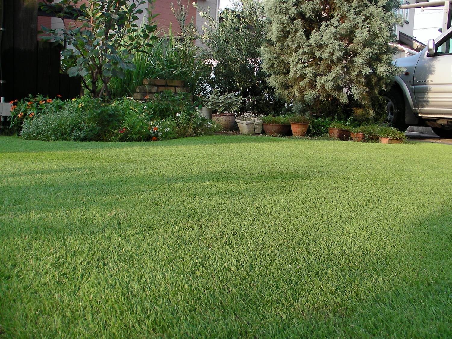 芝生の苔 コケ 対策 藻対策 芝生のお手入れとガーデニング