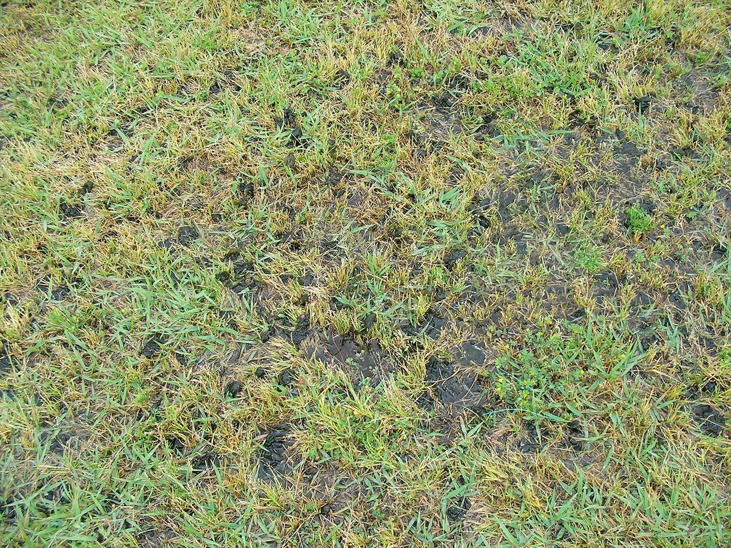 芝生の苔 コケ 対策 藻対策 芝生のお手入れとガーデニング
