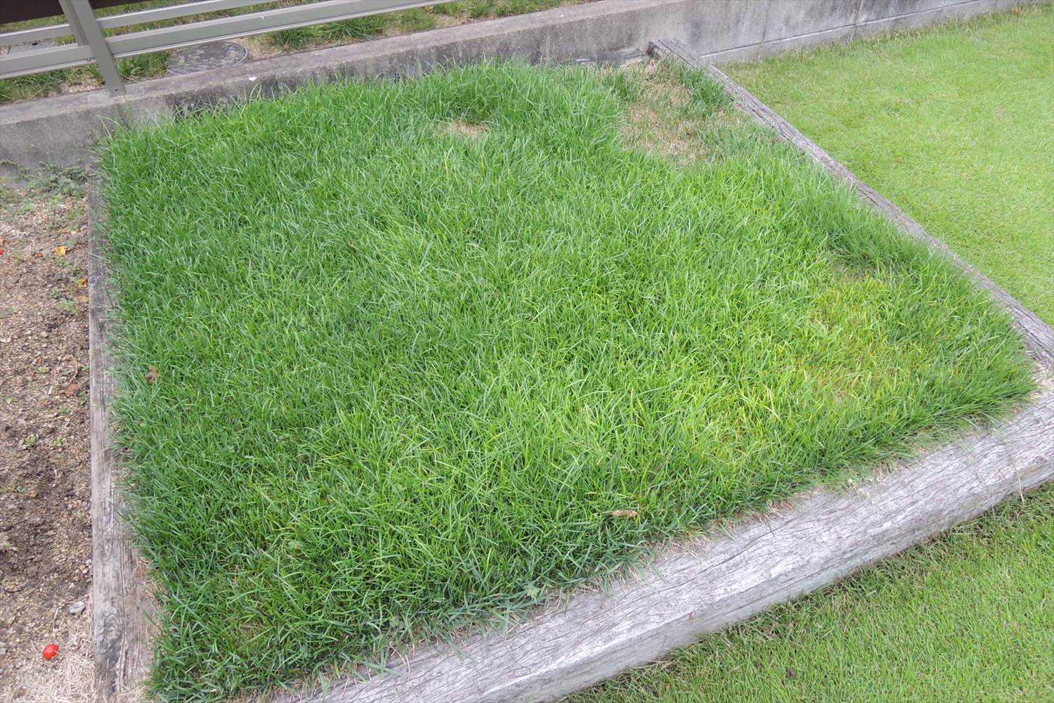 姫高麗芝に粒状肥料散布 芝生のお手入れとガーデニング