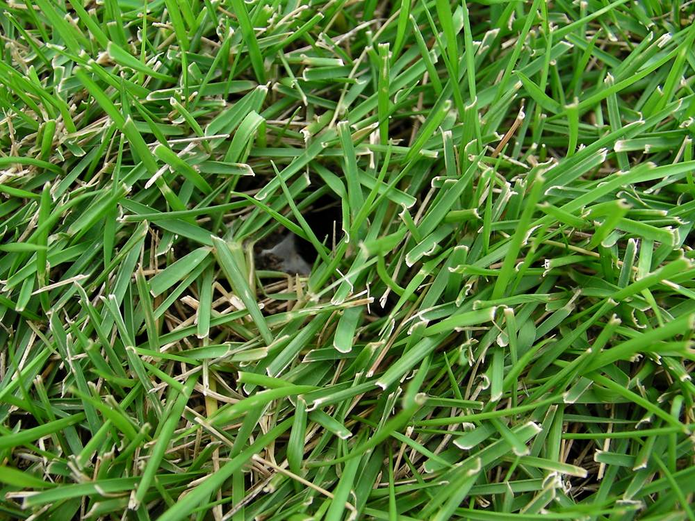 芝生の害虫対策について 芝生のお手入れとガーデニング