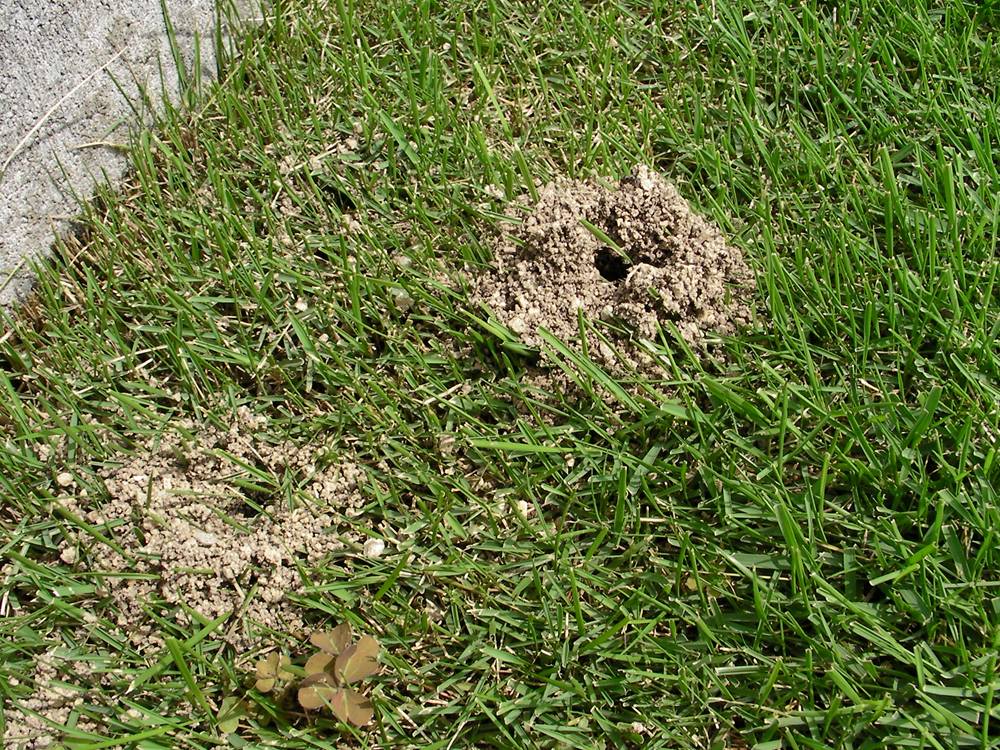 芝生の害虫対策について 芝生のお手入れとガーデニング