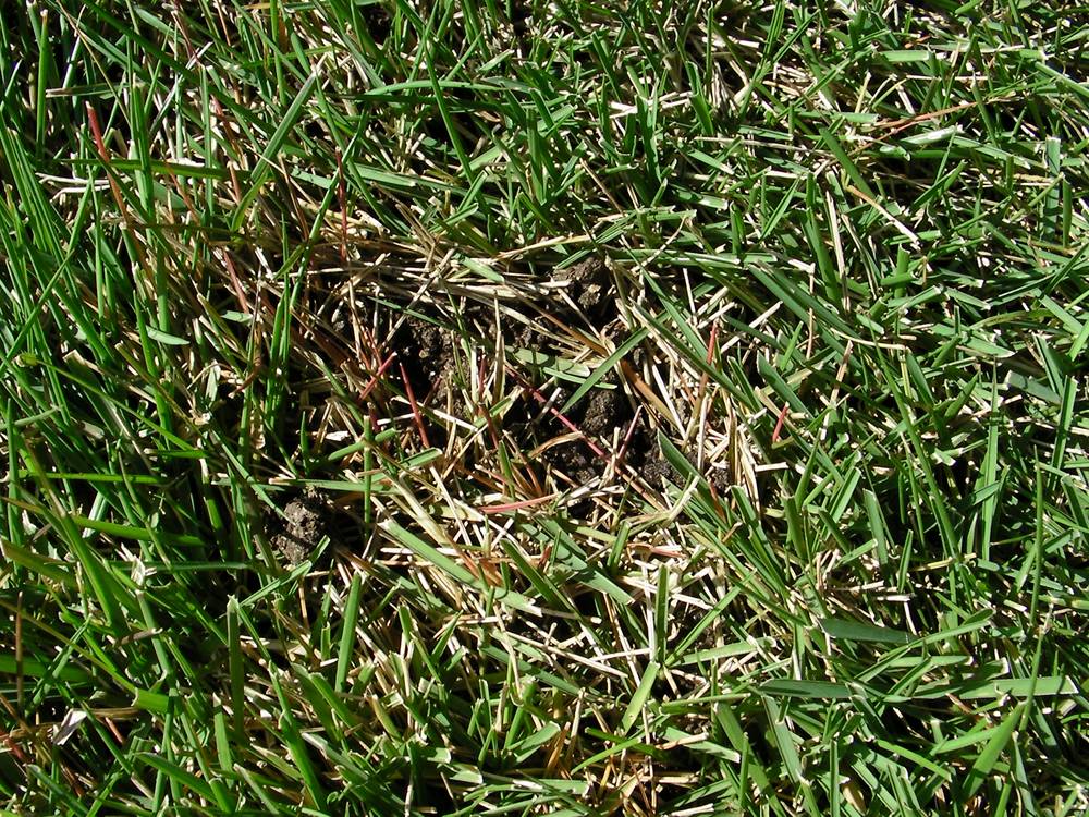 芝生のミミズ対策 芝生のお手入れとガーデニング
