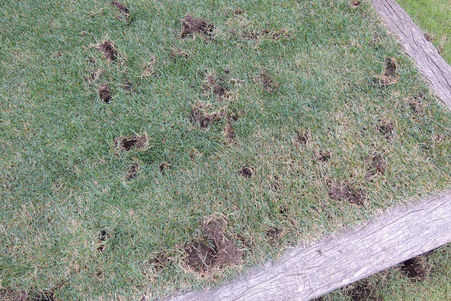 芝生を掘り返される被害はカラスの仕業 芝生のお手入れとガーデニング