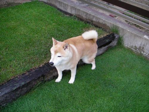 芝生におしっこをする柴犬