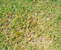 除草剤で黄化した芝生