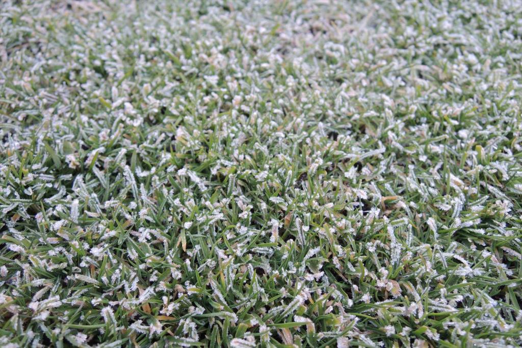 芝生が凍てつく降霜