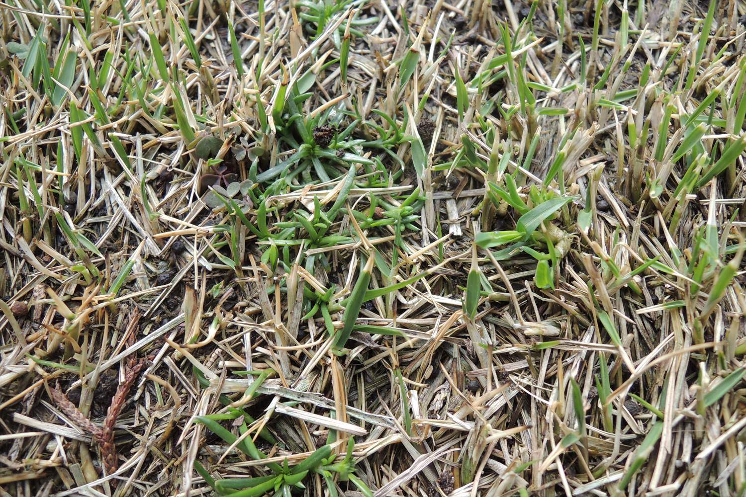 姫高麗芝に除草剤 ベントに混合液肥を散布 芝生のお手入れとガーデニング