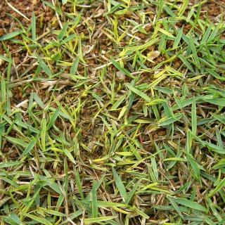 除草剤で芝生が黄化した 薬害 芝生のお手入れとガーデニング