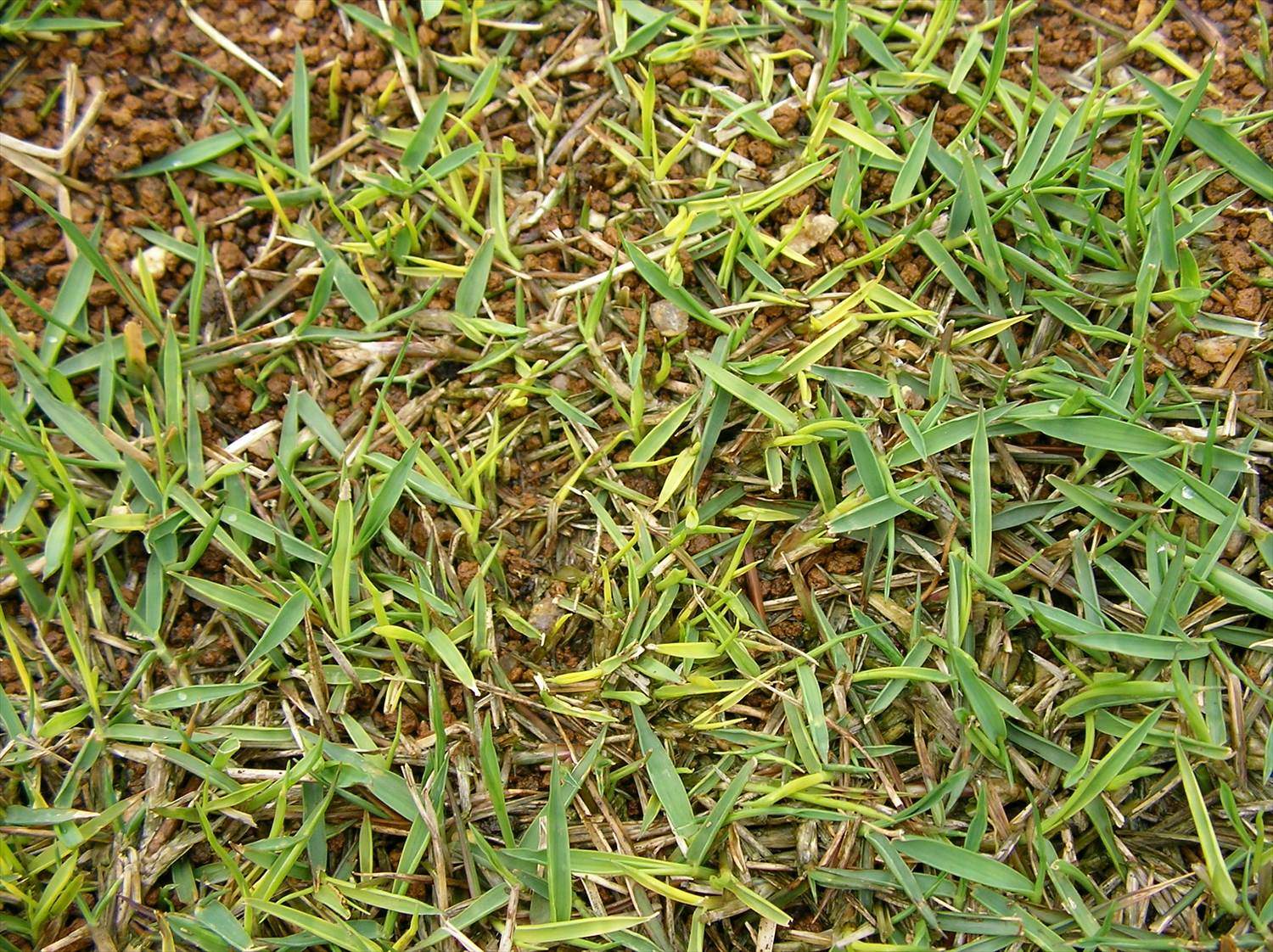 芝生の黄化はなぜ発生するの 芝生のお手入れとガーデニング