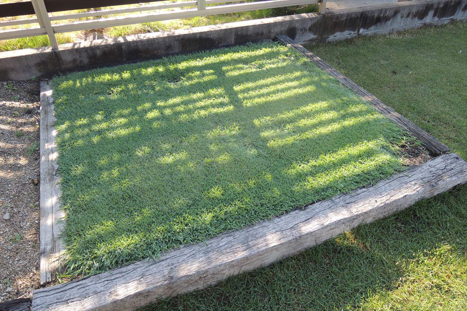 姫高麗芝の出穂 ベントグラスの密度上昇 芝生のお手入れとガーデニング
