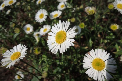 エリゲロンが次々と開花