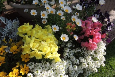 鉢植えの花