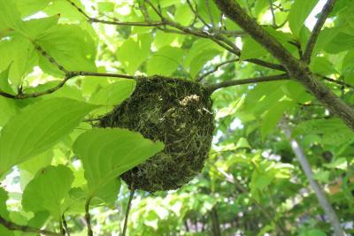 ヤマボウシにできた鳥の巣