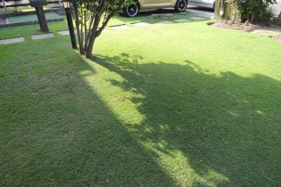 芝生に落ちた影