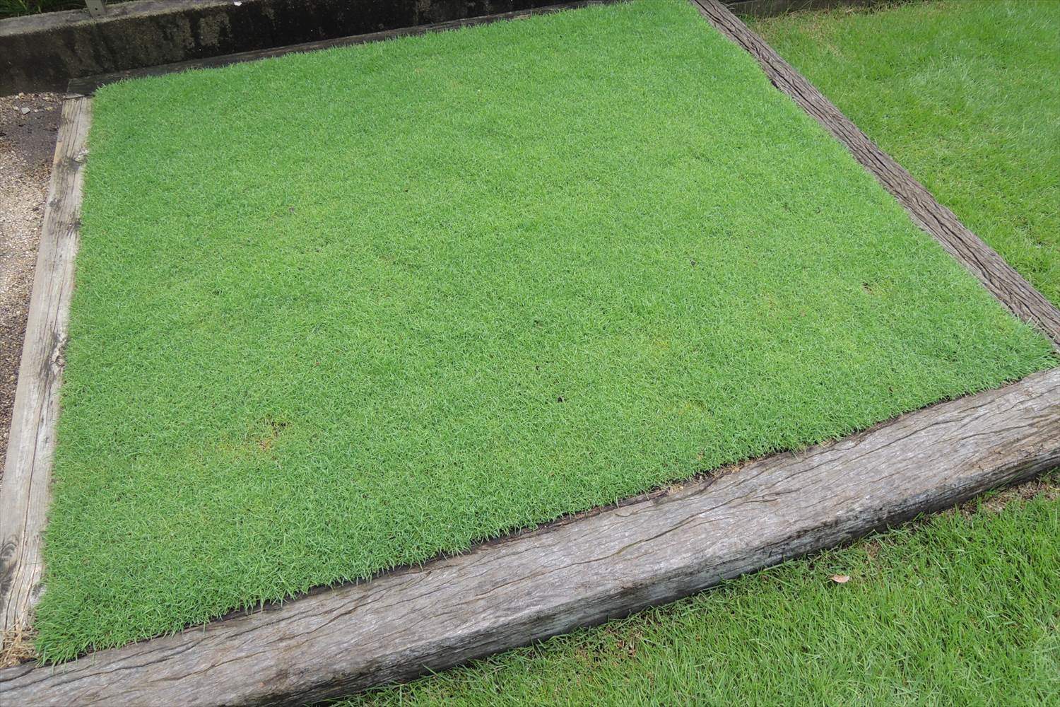 4日間続いた大雨が葉枯病を悪化させる 芝生のお手入れとガーデニング