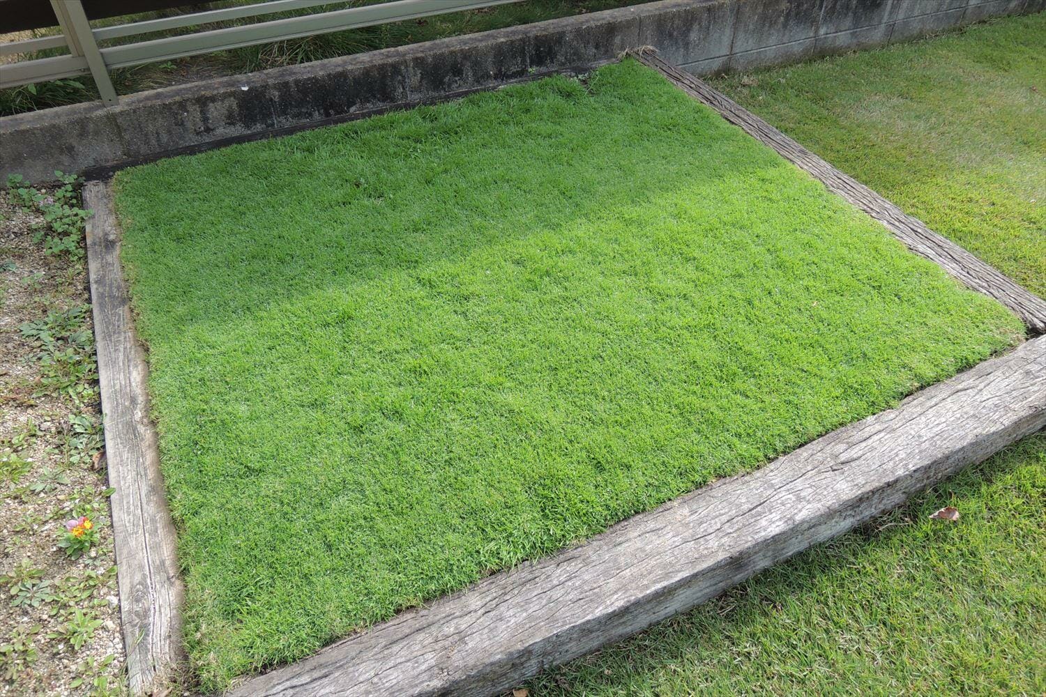 姫高麗芝の除草剤散布と出穂 芝生のお手入れとガーデニング