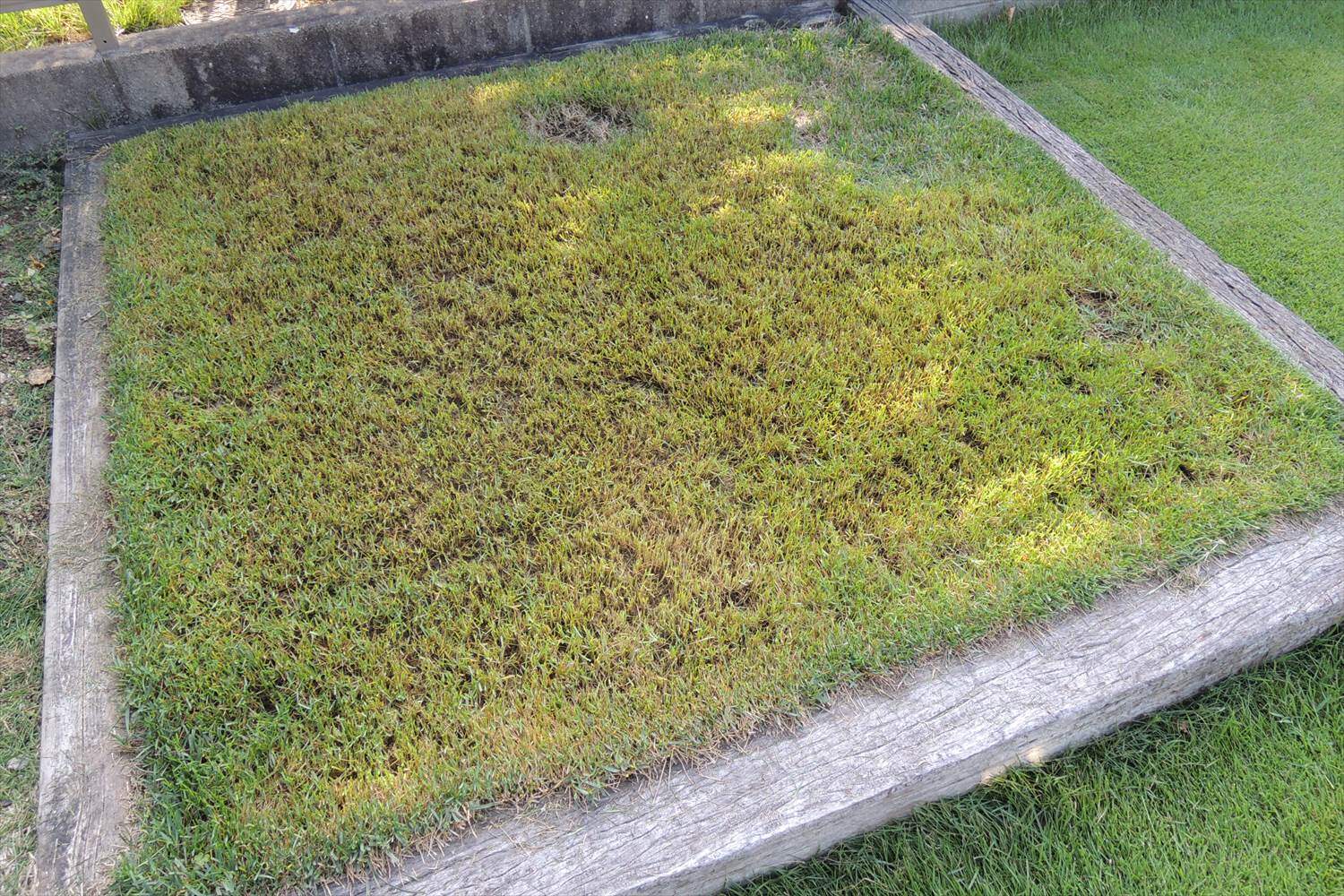 軸刈りで芝刈りをしたら枯れたように見える 芝生のお手入れとガーデニング