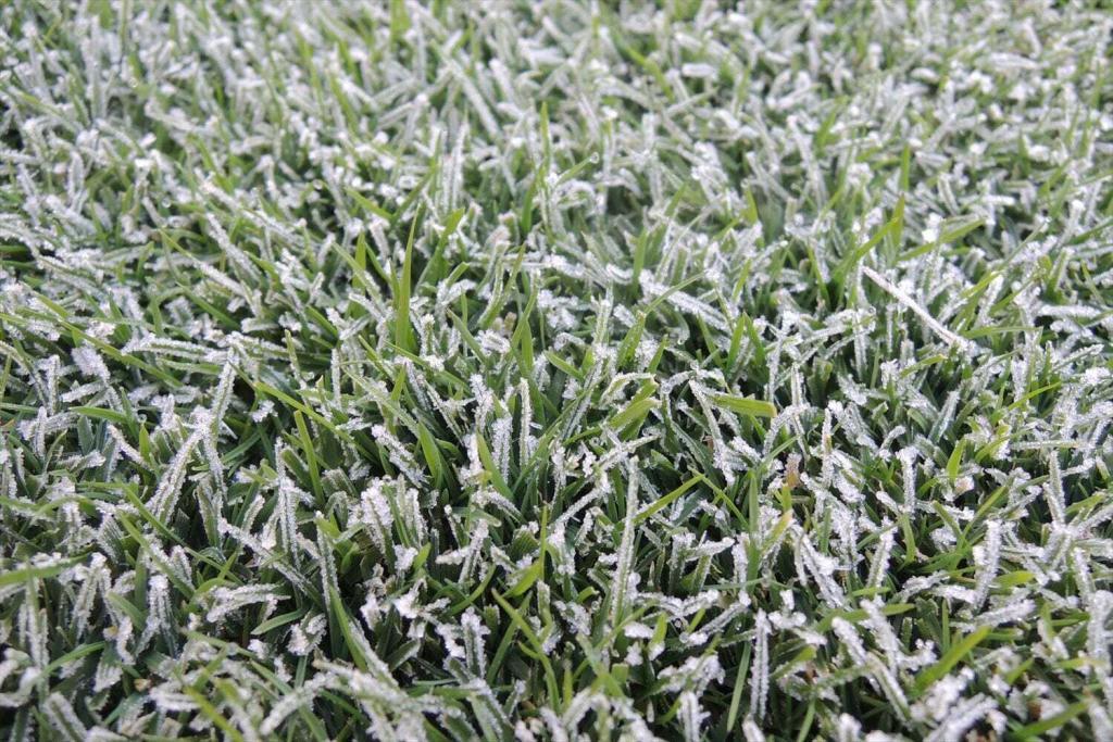 ベントグラスの液肥散布と芝生の初霜観測