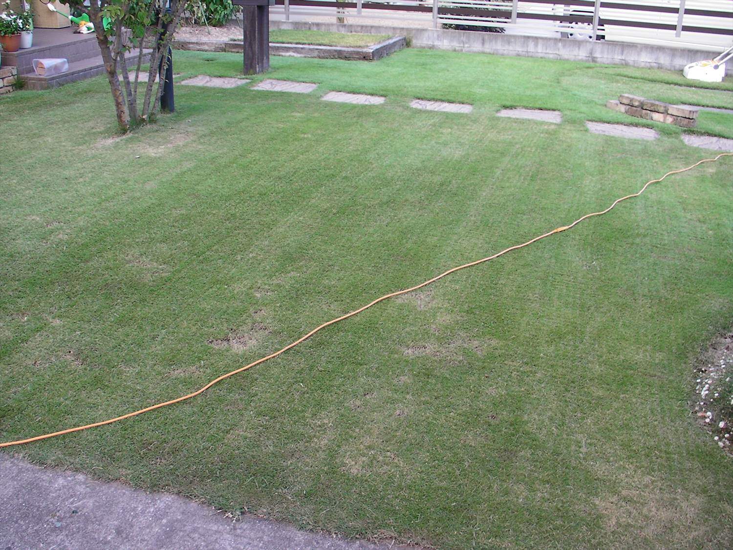 軸刈りで芝刈りをしたら枯れたように見える 芝生のお手入れとガーデニング