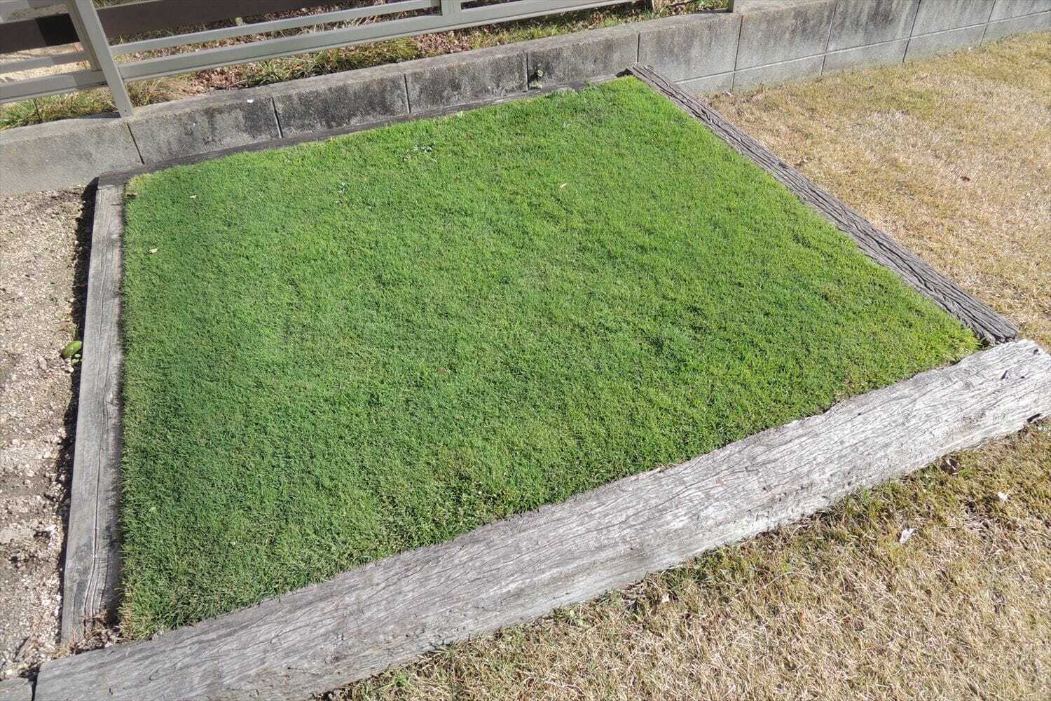 寒波に備えて芝生の耐寒性を高める 芝生のお手入れとガーデニング
