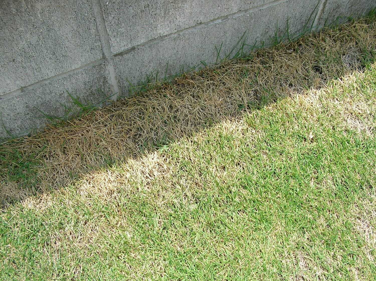 芝生の水やり 散水 芝生のお手入れとガーデニング