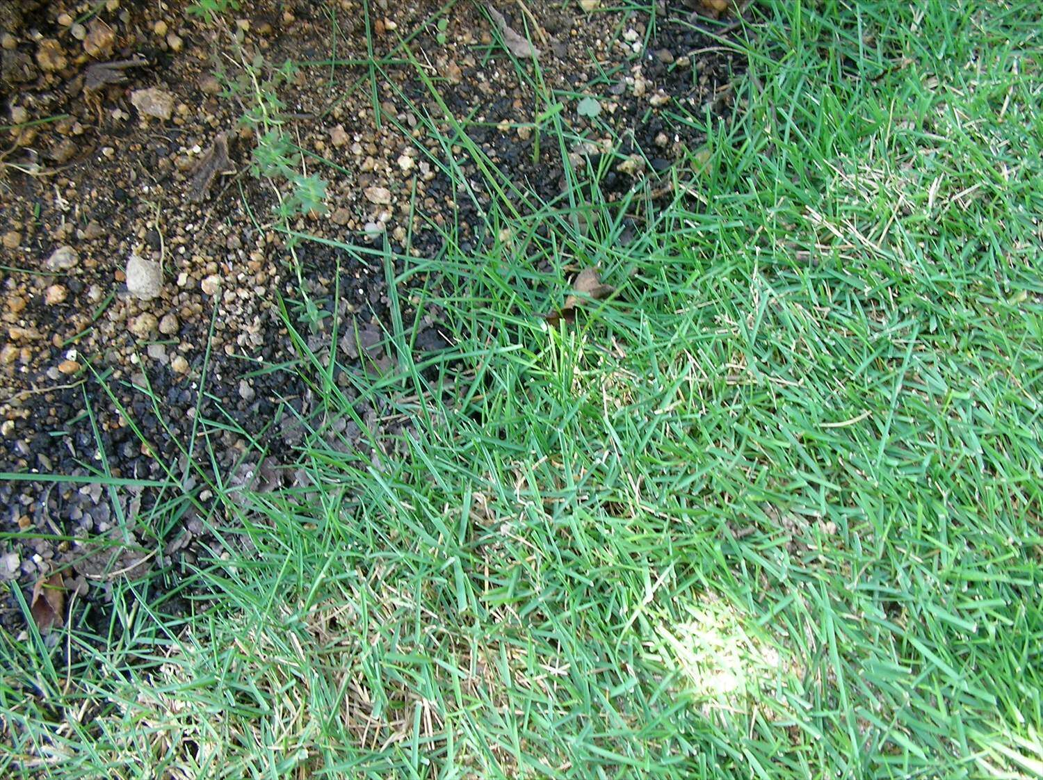 芝生の根止め はみ出し防止 芝生のお手入れとガーデニング