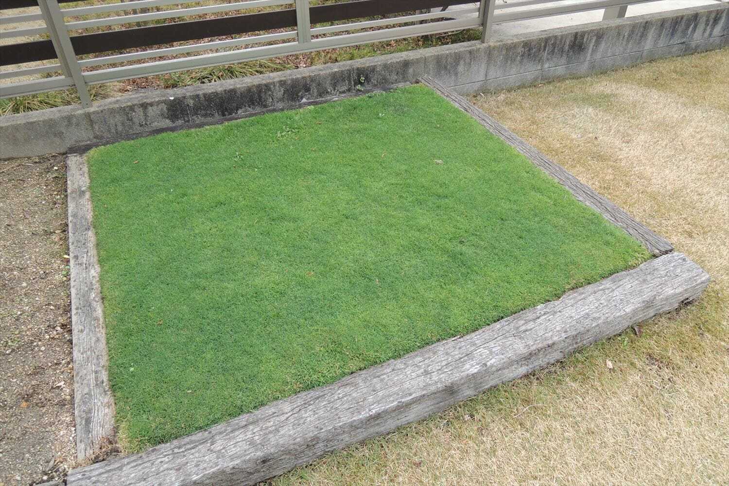 寒地型西洋芝に粒状肥料を散布 芝生のお手入れとガーデニング