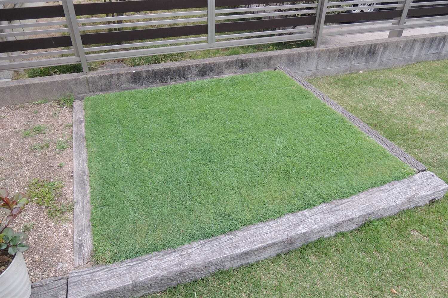 降雨のため芝生用除草剤の散布は見送り Ph下降剤の散布 芝生のお手入れとガーデニング