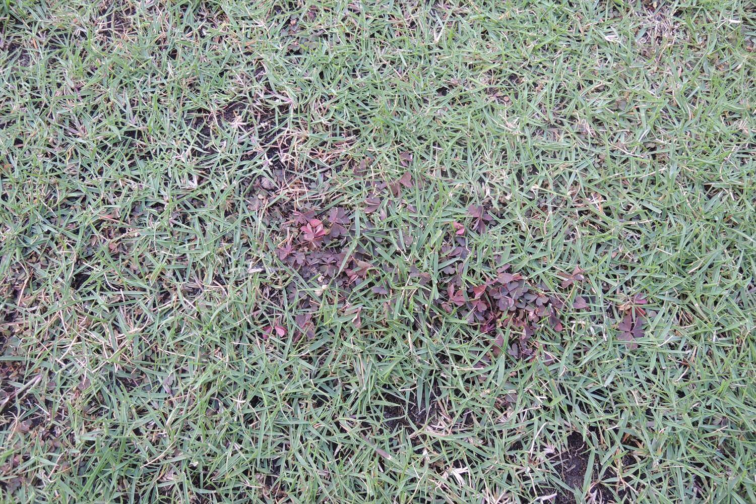 芝生用除草剤散布後の様子と光合成促進の液肥散布 芝生のお手入れとガーデニング