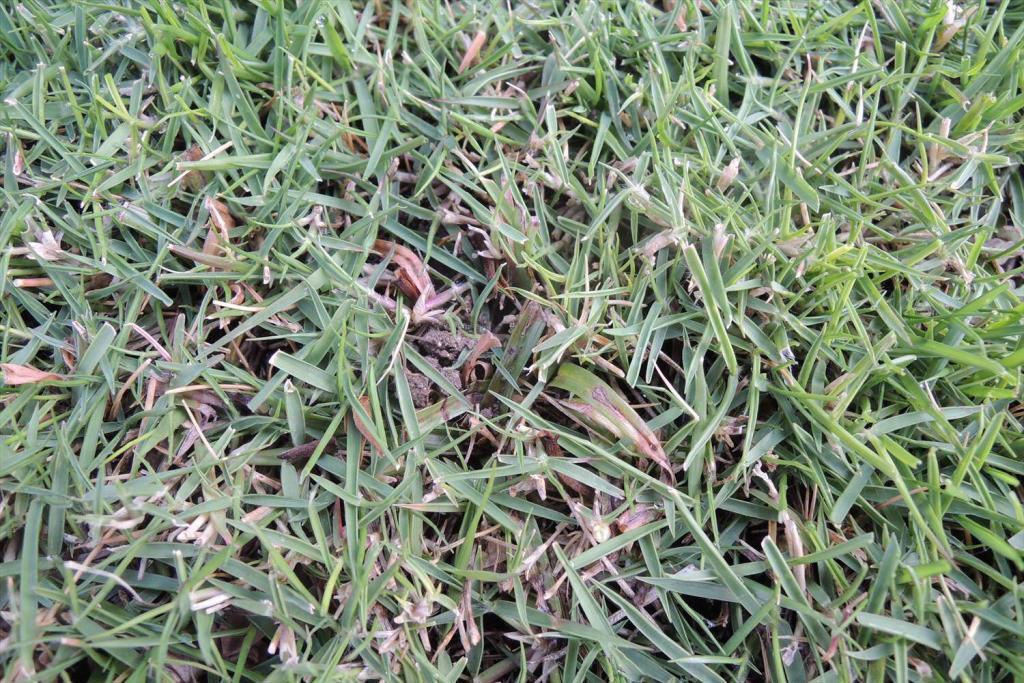 芝生用除草剤散布後の様子と光合成促進の液肥散布