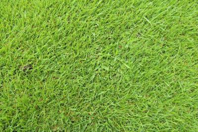 芝生に発生した雑草メヒシバ