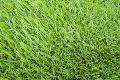 芝生の中に生える雑草メヒシバ