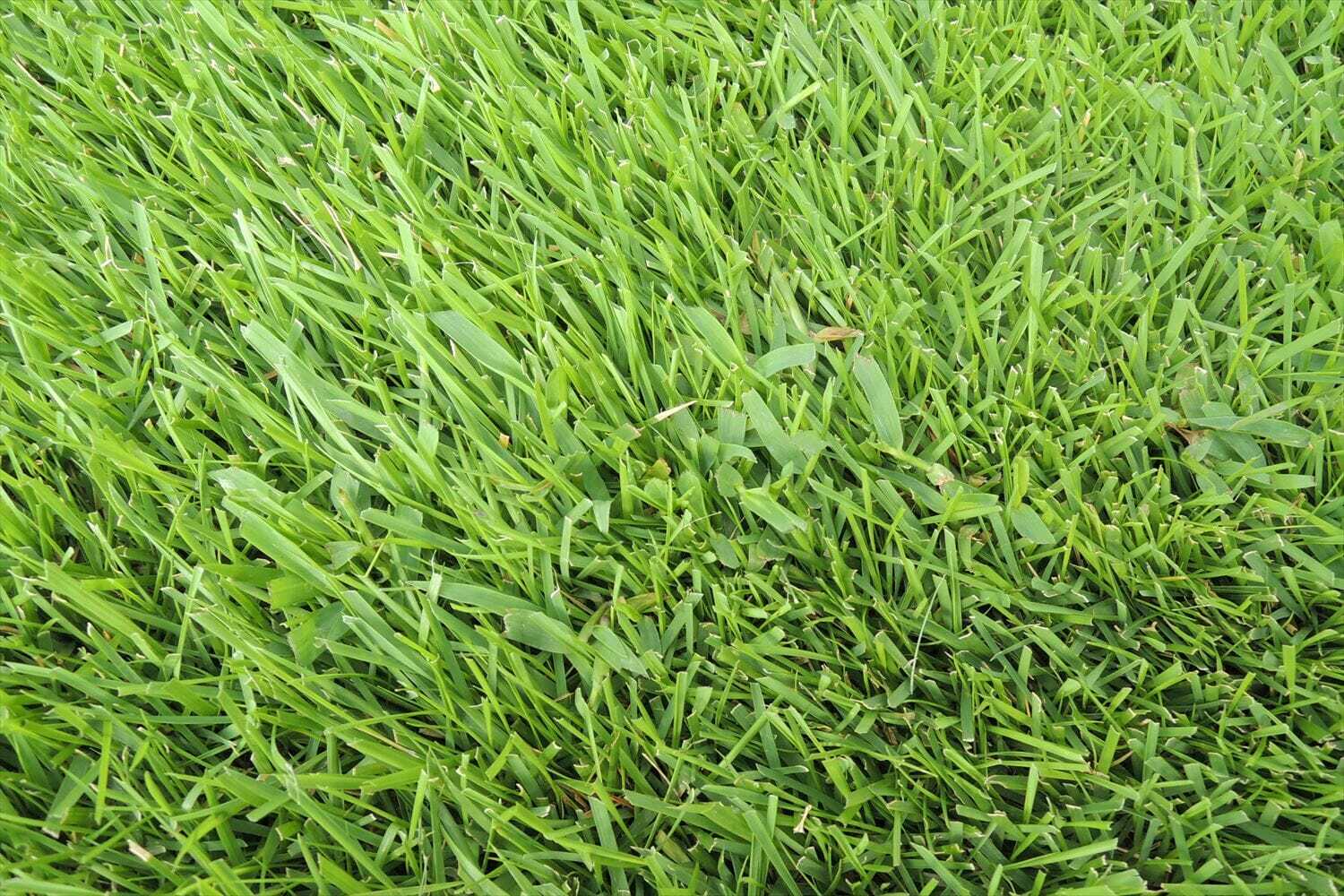 猛暑で姫高麗芝は成長のピーク ベントグラスは成長鈍化 芝生のお手入れとガーデニング