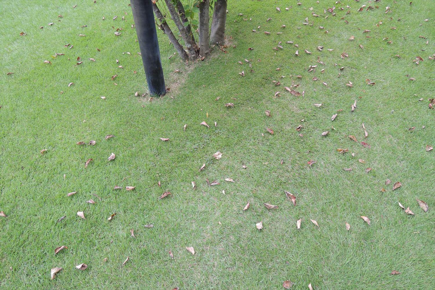 姫高麗芝の除草剤散布とベントグラスのリセット作戦続き 芝生のお手入れとガーデニング
