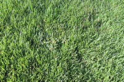 芝生に生える雑草カタバミ