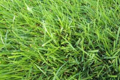 芝生に生える雑草ヒメクグ