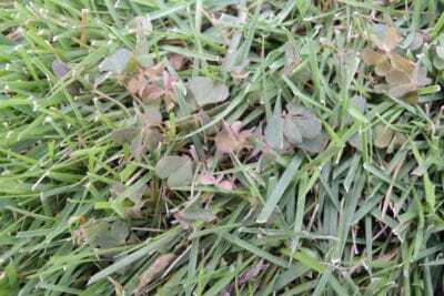芝生の雑草カタバミが除草剤で枯れ始めている様子