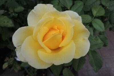 黄色いバラ　サンガッデス