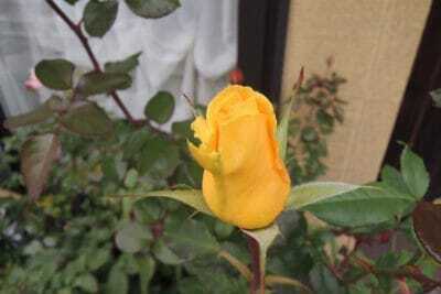 黄色いバラ　サンガッデス