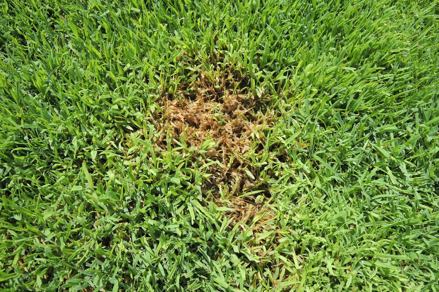 芝生の病虫害への警戒レベル上昇
