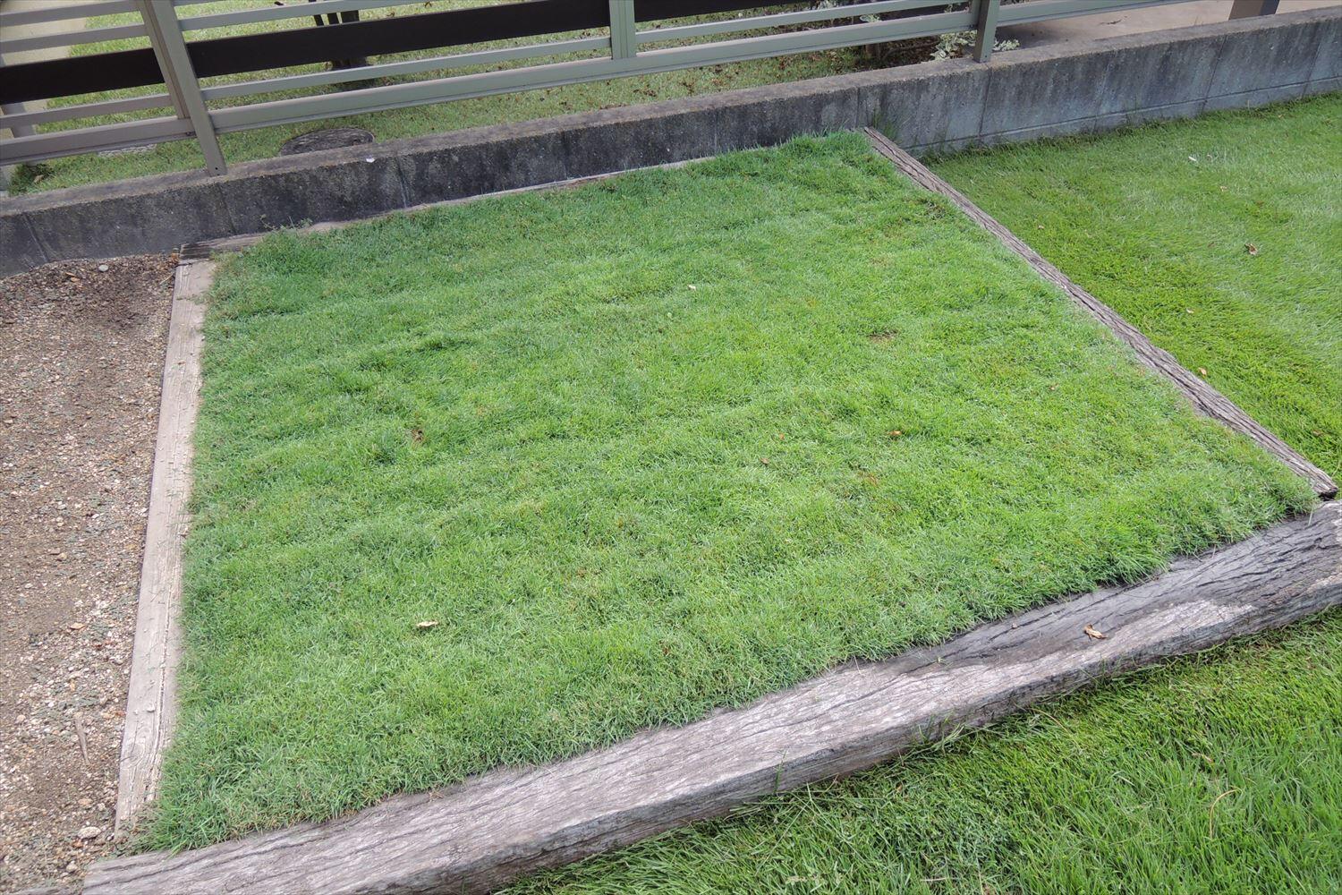暖地型の芝生ならではの軸刈り解消法 芝生のお手入れとガーデニング