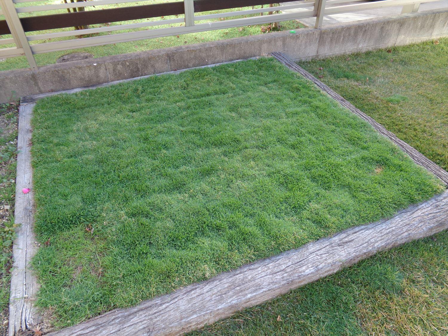 姫高麗芝に芝生用除草剤を散布 芝生のお手入れとガーデニング
