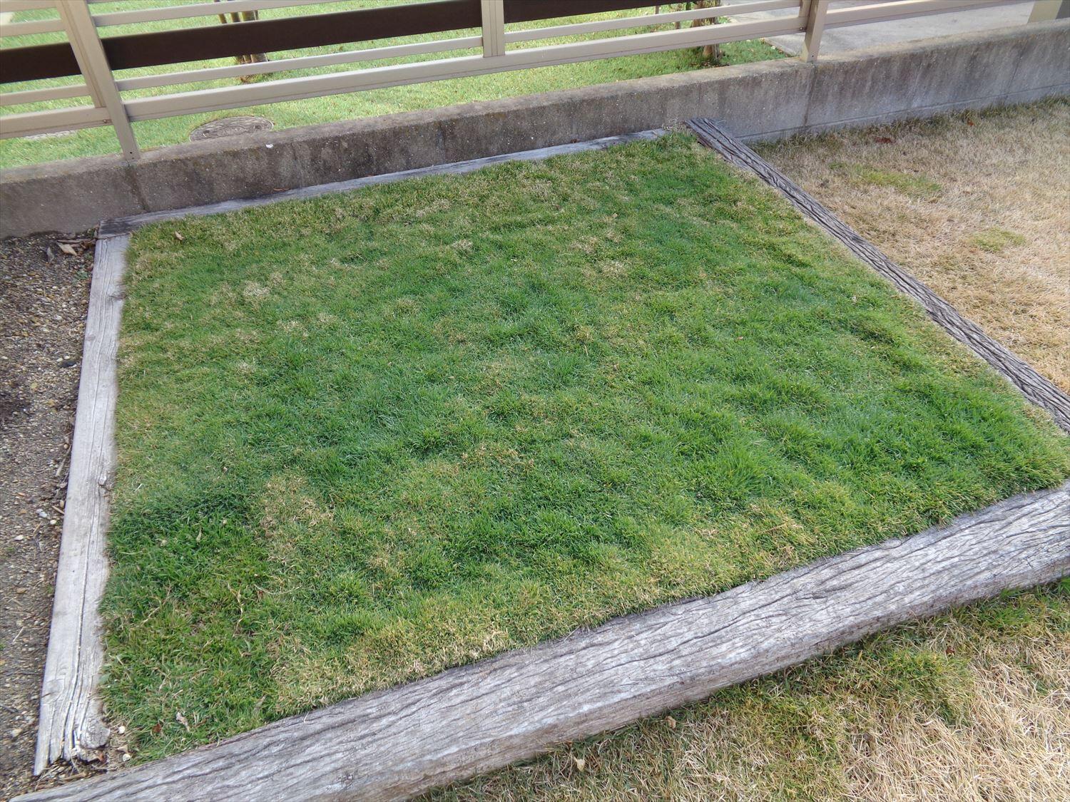 芝生の更新作業と除草剤の注意点 芝生のお手入れとガーデニング
