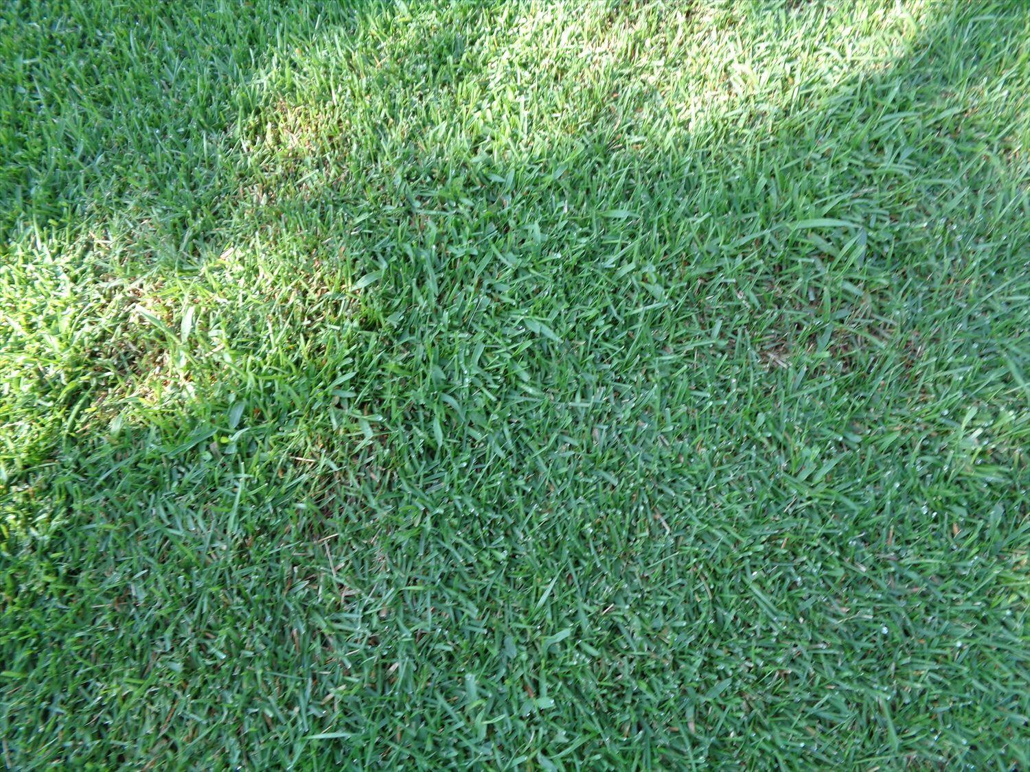 芝生のエッジカットと増殖するメヒシバ 芝生のお手入れとガーデニング