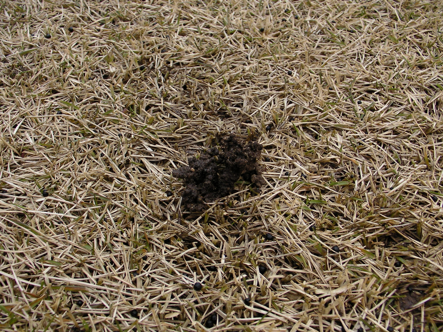 芝生にできる小さな土の盛り上がりはミミズの仕業です【ミミズ対策】